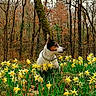 dog, forest, daffodils, flowers, nature, outdoor, trees, spring, animal, canine, greenery, wildlife, flora, plant, woodland, pet, collar, alert, field, scenic