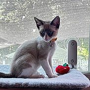 Sushi is registered to the contest to win money with this photo: cat, kitten, siamese, blue_eyes, collar, bell, toy, plush_toy, strawberry, window, indoor, soft_mat, pet, animal, feline, sitting, curious, fur, natural_light, background_blur