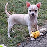 puppy, dog, chihuahua, toy, yellow_toy, giraffe_toy, grass, outdoor, pet, small_dog, animal, ears_up, curious, playing, nature, path, ground, young_dog, cute, white_dog