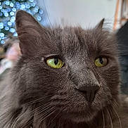 Perle participe au concours pour gagner de l'argent avec cette photo : animal, blurred_background, bokeh, cat, christmas_tree, close_up, cozy, cute, domestic_cat, feline, festive, gray_fur, holiday_decor, indoor, pet, portrait, relaxed, soft_light, whiskers, yellow_eyes