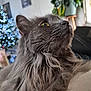 Perle participe au concours pour gagner de l'argent avec cette photo : bokeh, cat, christmas_tree, close_up, cozy, domestic_animal, fluffy, furniture, gray_cat, green_eyes, holiday, indoor, long_hair, looking_up, pet, plant, portrait, relaxed, soft_focus, whiskers
