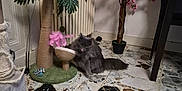 Perle participe au concours pour gagner de l'argent avec cette photo : animal, artificial_tree, cat, chair, corner, floor_tiles, flowering_tree, fluffy_cat, furniture_leg, gray_cat, home_interior, indoor, marble_floor, palm_tree_scratching_post, pet, pet_toy, pink_flowers, playful_cat, radiator, scratching_post