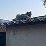 Perle participe au concours pour gagner de l'argent avec cette photo : cat, gray_cat, fluffy, rooftop, sky, outdoor, animal, pet, feline, building, wall, quiet, daytime, nature, relaxing, curious, watchful, fur, peaceful, calm