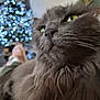 Perle a rejoint le concours — aidez-le/la à gagner de superbes lots ! background_blur, bokeh, cat, christmas_tree, close_up, cozy, domestic_animal, feline, fluffy, fur, gray_cat, green_eyes, holiday_decor, holiday_lights, indoor, pet, portrait, relaxed, soft_lighting, whiskers
