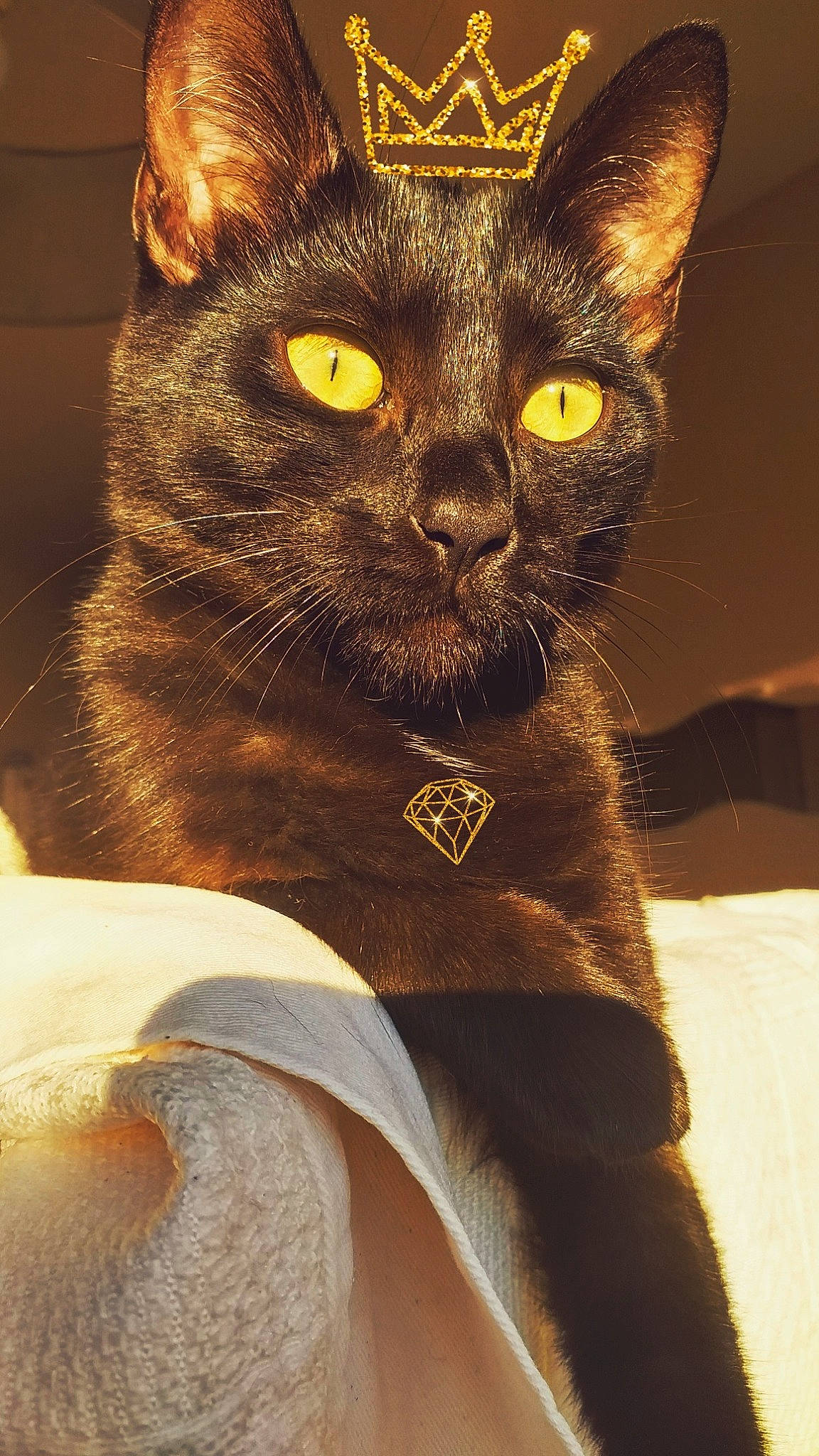 Beauty a rejoint le concours — aidez-le/la à gagner de superbes lots ! asian, black_cat, bombay, burmese, carnivore, cat, chartreux, domestic_short_haired_cat, felidae, german_rex, havana_brown, korat, mammal, small_to_medium_sized_cats, snout, whiskers