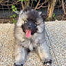 puppy, dog, fluffy, tongue_out, happy, outdoor, greenery, bushes, stone_surface, pet, cute, animal, fur, smiling, young_dog, nature, playful, adorable, canine, relaxed
