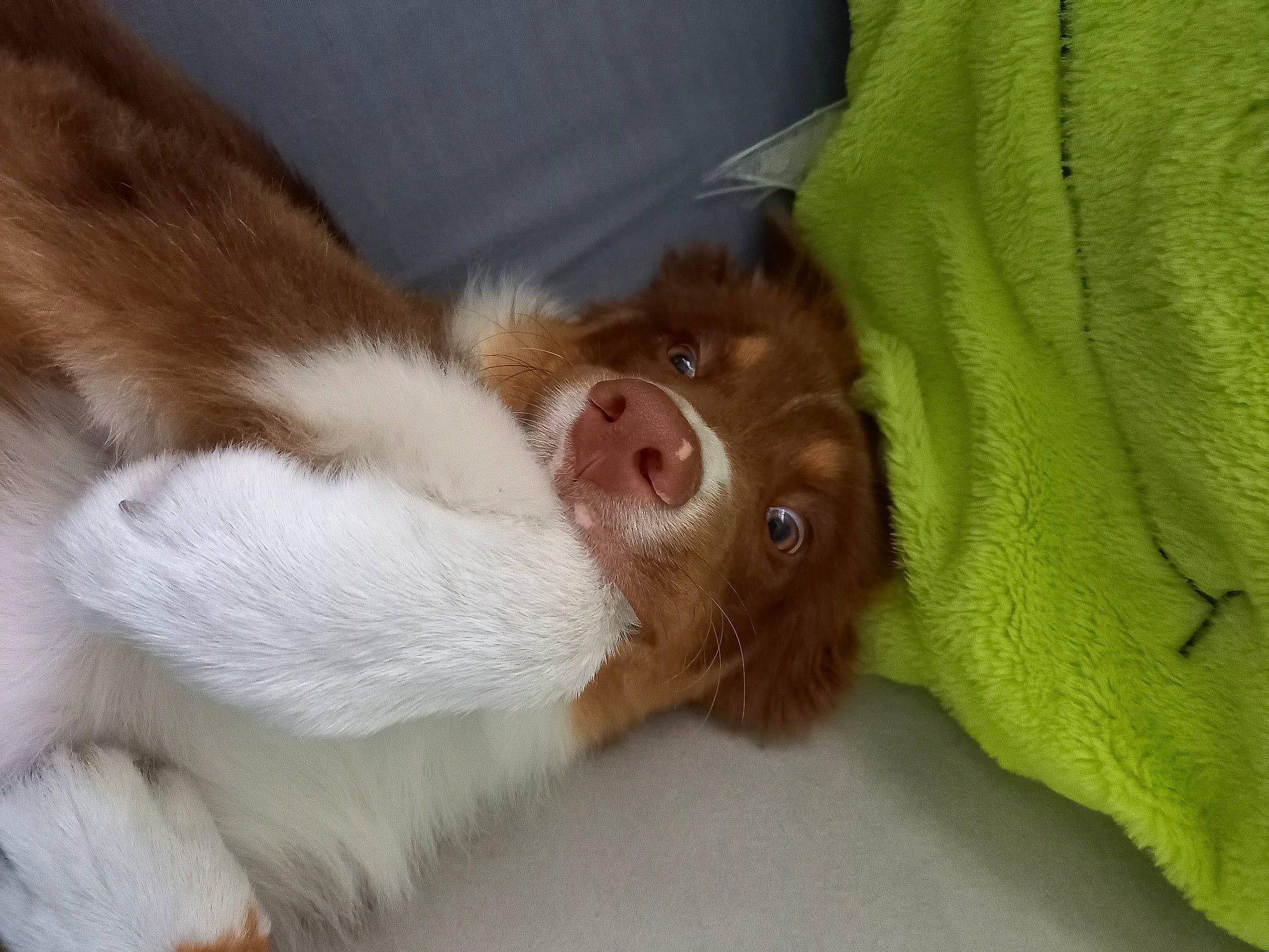 Manny a rejoint le concours — aidez-le/la à gagner de superbes lots ! canidae, carnivore, companion_dog, dog_breed, ear, fawn, felidae, fur, liver, paw, small_to_medium_sized_cats, sporting_group, tail, whiskers, working_animal