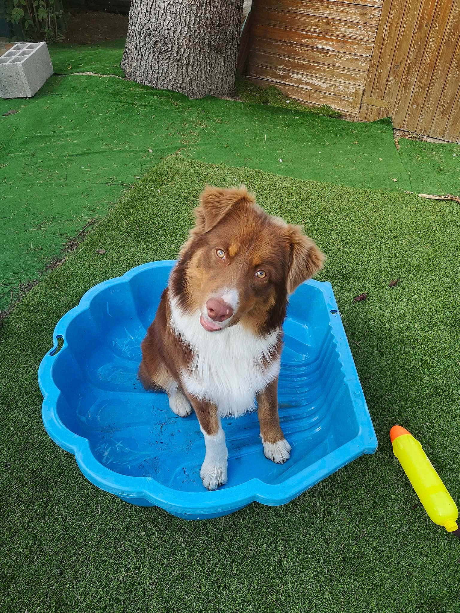 Manny participe au concours pour gagner de l'argent avec cette photo : bowl, brittany, canidae, carnivore, companion_dog, dog, dog_breed, grass, gun_dog, irish_red_and_white_setter, lawn, leisure, liver, outdoor_furniture, recreation, rough_collie, spaniel, sporting_group, working_animal, working_dog