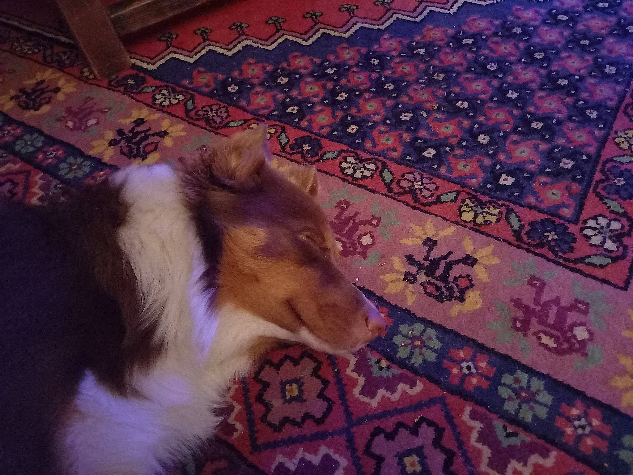 Manny a rejoint le concours — aidez-le/la à gagner de superbes lots ! canidae, carnivore, carpet, companion_dog, dog, dog_breed, floor, flooring, fur, hardwood, linens, mammal, pattern, paw, rough_collie, snout, sporting_group, tail, whiskers, wood