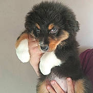 Stella participe au concours pour gagner de l'argent avec cette photo : puppy, dog, tricolor, fluffy, fur, paws, cute, pet, animal, hand, person, holding, portrait, indoor, closeup, face, eyes, young, mammal, adorable