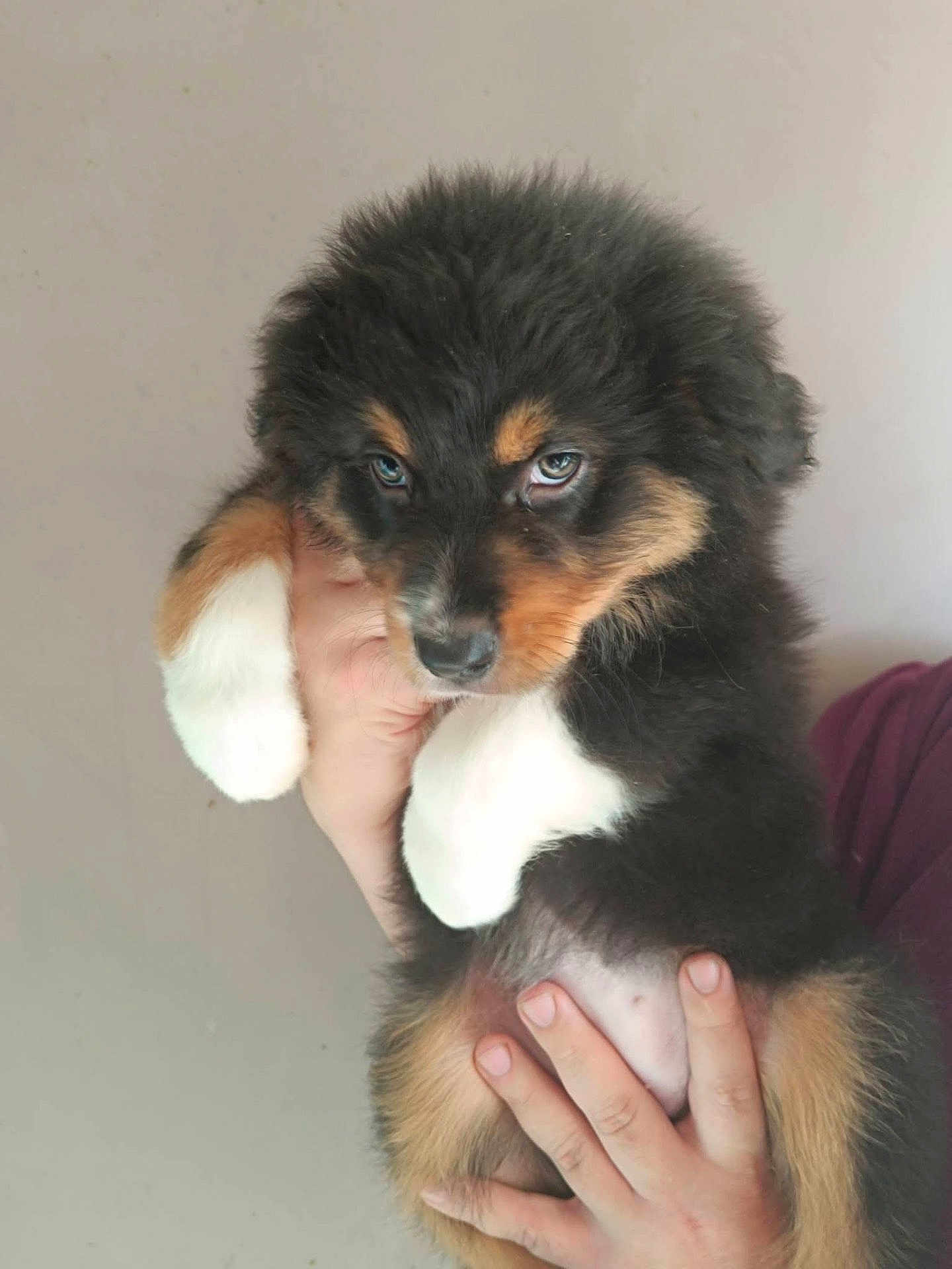 Stella participe au concours pour gagner de l'argent avec cette photo : puppy, dog, tricolor, fluffy, fur, paws, cute, pet, animal, hand, person, holding, portrait, indoor, closeup, face, eyes, young, mammal, adorable