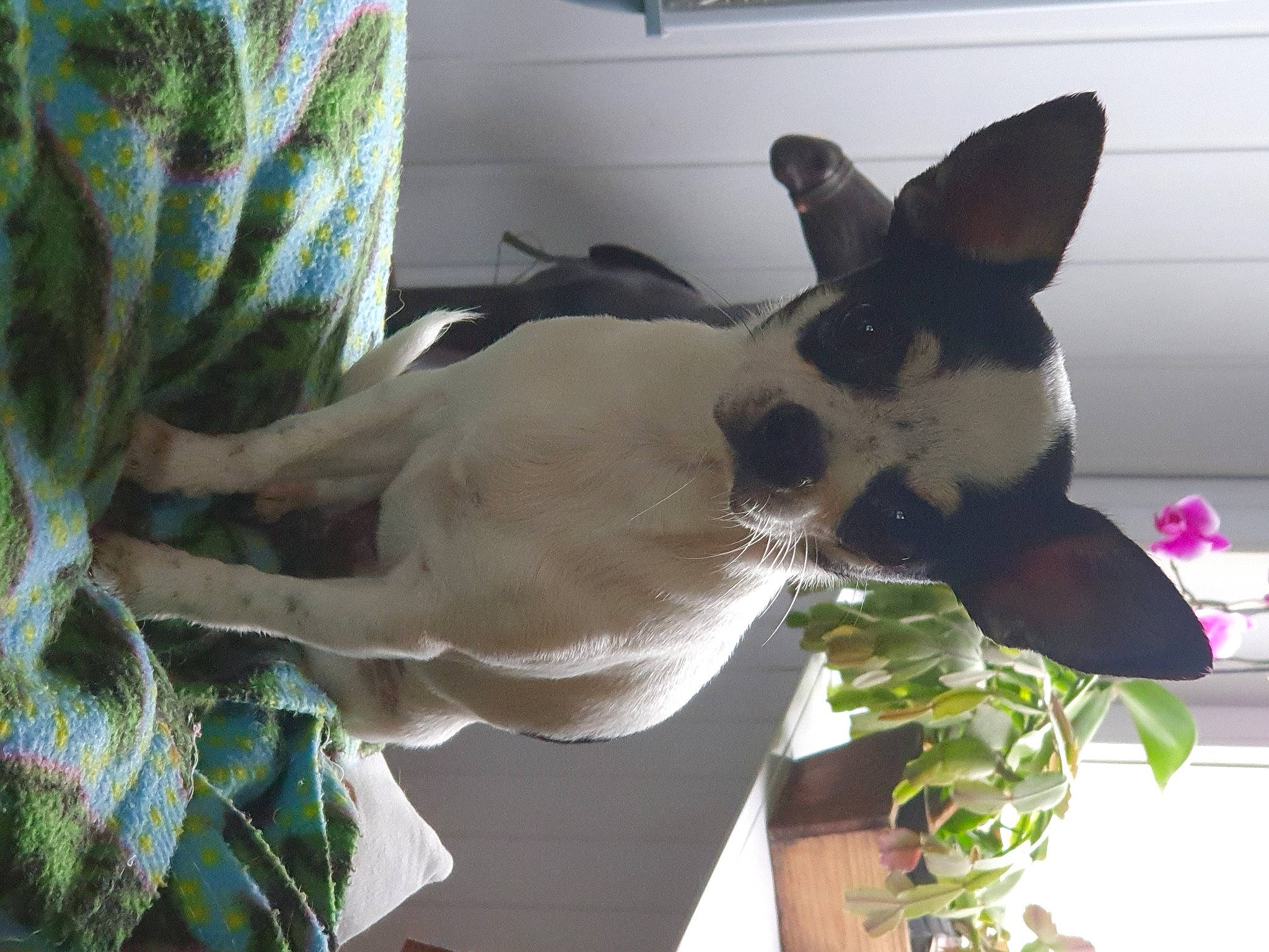 Tessa participe au concours pour gagner de l'argent avec cette photo : boston_terrier, canidae, carnivore, collar, comfort, companion_dog, dog, dog_breed, dog_collar, ear, fawn, felidae, herbaceous_plant, plant, sporting_group, tail, terrier, toy_dog, whiskers, working_animal