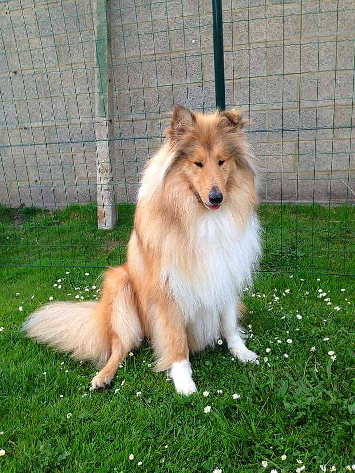 Tessa a rejoint le concours — aidez-le/la à gagner de superbes lots ! canidae, carnivore, collie, companion_dog, dog, dog_breed, fawn, fence, fur, german_spitz, grass, pet_supply, plant, rough_collie, shetland_sheepdog, snout, sporting_group, terrestrial_animal, volpino_italiano, whiskers