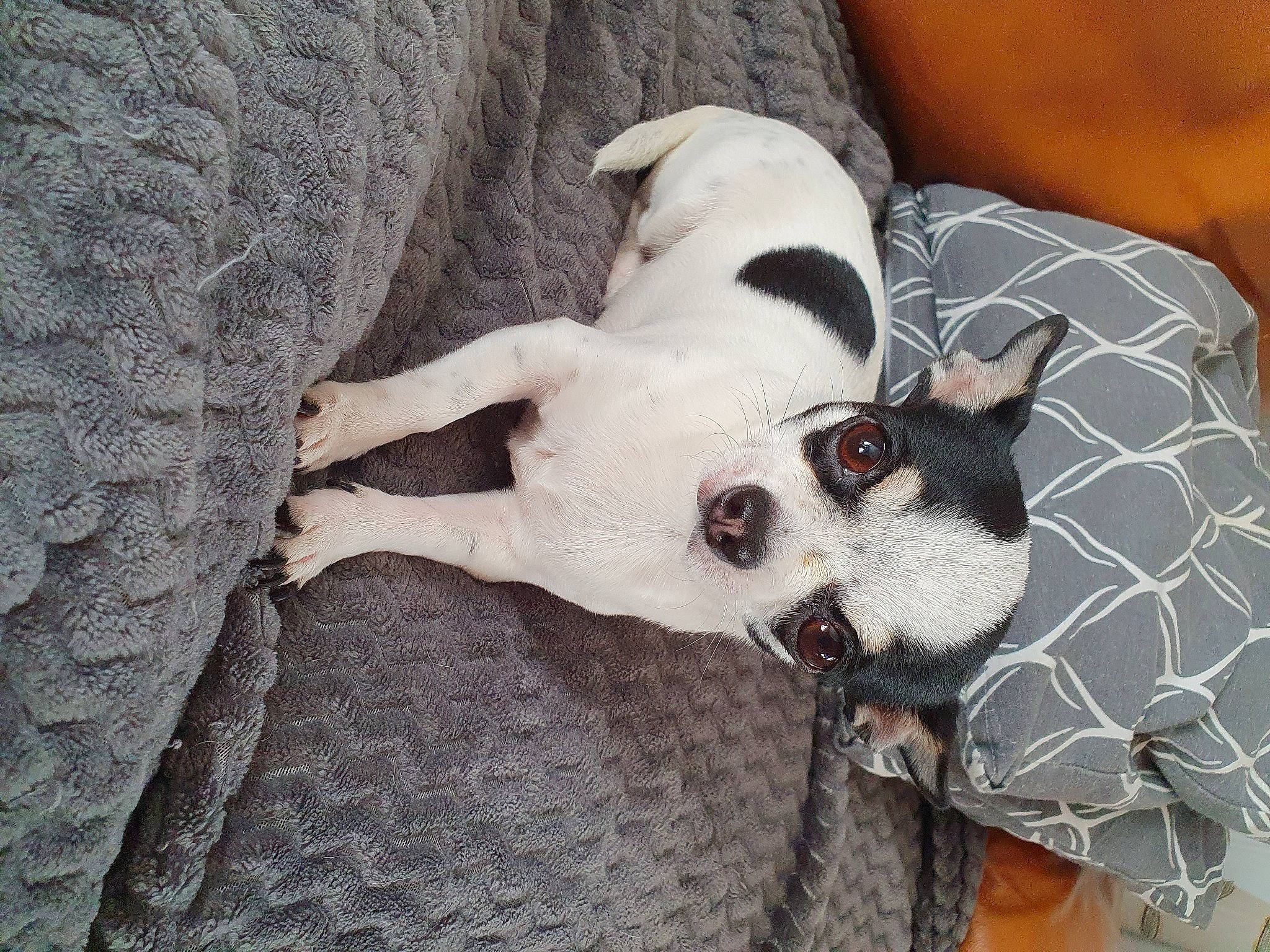 Tessa a rejoint le concours — aidez-le/la à gagner de superbes lots ! canidae, carnivore, comfort, companion_dog, couch, dog, dog_breed, dog_supply, fur, grey, linens, pattern, paw, snout, sporting_group, terrestrial_animal, toy_dog, whiskers, working_animal, woven_fabric