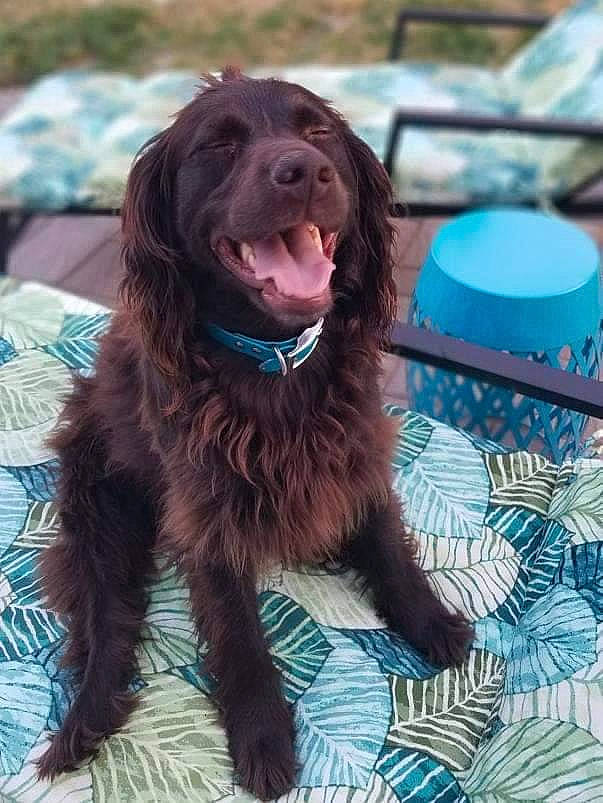 Brandy joined the competition — help win amazing prizes! canidae, carnivore, cocker_spaniel, companion_dog, dog, dog_breed, dog_collar, fang, fur, gun_dog, hunting_dog, liver, retriever, snout, spaniel, sporting_group, water_dog, working_animal, working_dog