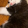 Berlioz a rejoint le concours — aidez-le/la à gagner de superbes lots ! kitten, sleeping, black_and_white, cat, fur, close_up, cozy, cute, pet, furry, resting, indoor, soft, whiskers, pink_nose, young_cat, cuddly, animal, relaxing, comfort
