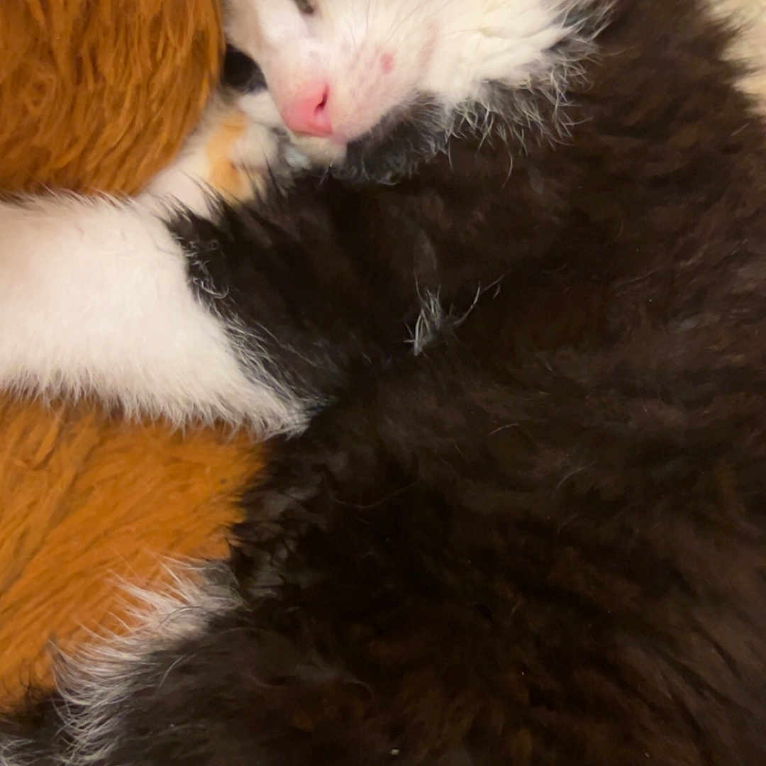 Berlioz