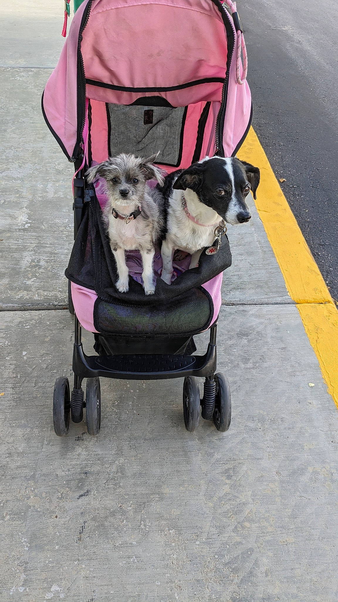 Tilly Rosa joined the competition — help win amazing prizes! baby_carriage, baby_products, canidae, carnivore, collar, companion_dog, dog, dog_breed, dog_clothes, dog_supply, fashion_accessory, leash, mammal, pet_supply, sporting_group, tire, toy_dog, vehicle, wheel, working_animal