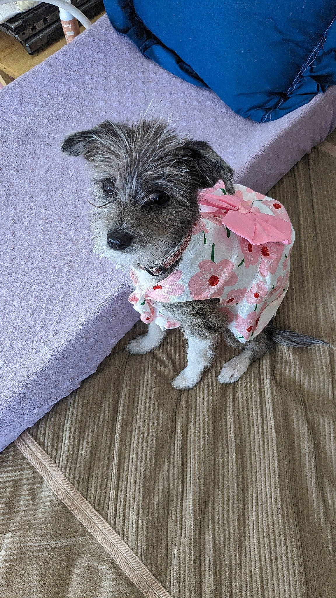 Tilly Rosa joined the competition — help win amazing prizes! canidae, carnivore, companion_dog, dog, dog_breed, dog_clothes, dog_supply, flooring, fur, grey, hardwood, non_sporting_group, small_terrier, snout, sporting_group, terrier, toy_dog, wood, wood_flooring, working_animal