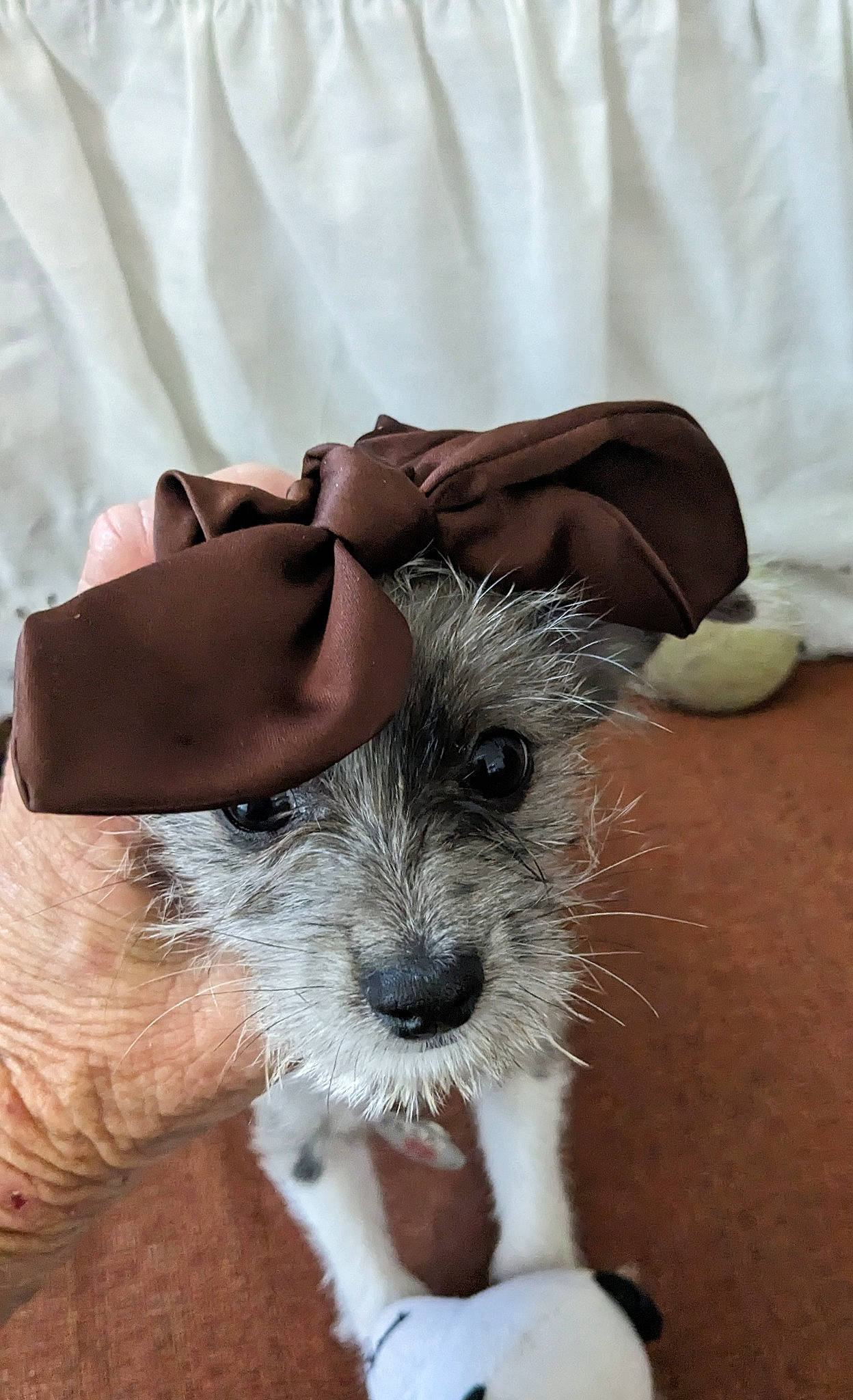 Tilly Rosa joined the competition — help win amazing prizes! canidae, carnivore, comfort, companion_dog, dog, dog_breed, dog_supply, fawn, fur, linens, non_sporting_group, small_terrier, snout, sporting_group, terrier, toy_dog, working_animal, wrist