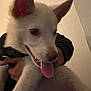 Oden is registered to the contest to win money with this photo: puppy, dog, white_fur, tongue_out, pet, indoor, person, hand, cute, animal, closeup, wall, young_dog, ears, nose, fur, happy, mammal, companion, holding