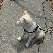 Oden is registered to the contest to win money with this photo: puppy, dog, white_dog, sitting, sidewalk, leash, harness, concrete, outdoor, daylight, curious, paw, dirty_paws, dry_leaves, crack, street, urban, pet, animal, canine