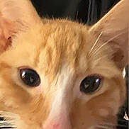 Gucci is registered to the contest to win money with this photo: animal, cat, close_up, cute, domestic_cat, ears, eyes, face, feline, fur, indoor, looking_at_camera, mammal, orange_tabby, person_in_background, pet, pink_nose, portrait, whiskers, young_cat