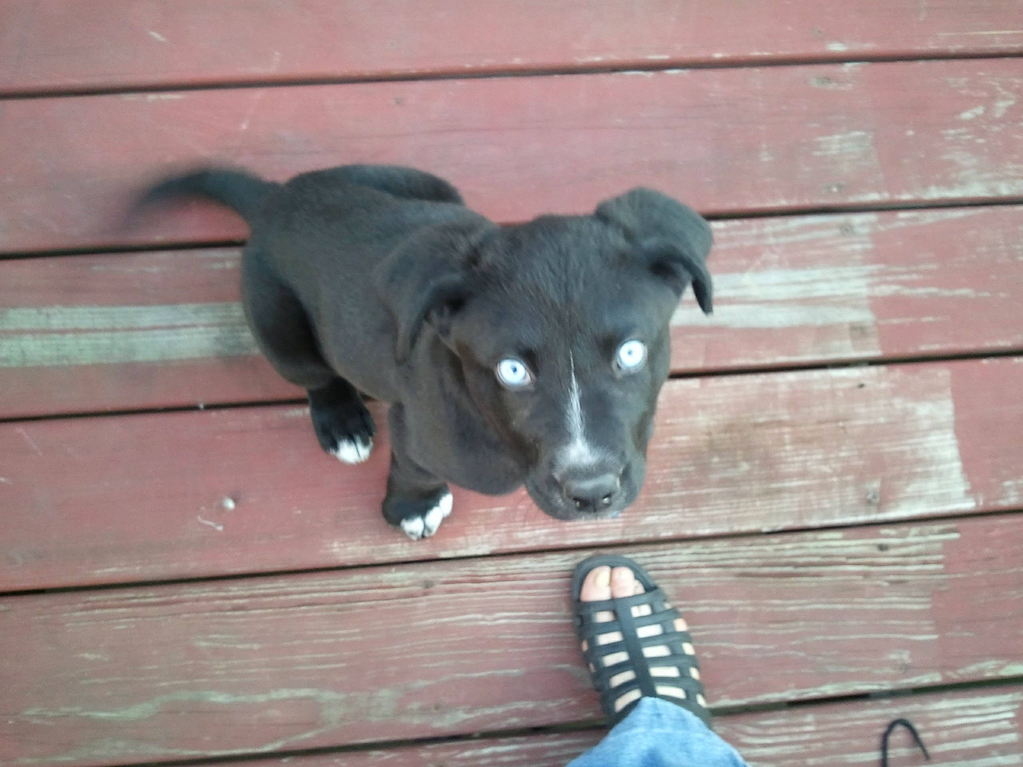 Blue is registered to the contest to win money with this photo: blue, carnivore, companion_dog, dog, dog_breed, fawn, flooring, foot, hardwood, human_leg, outdoor_shoe, plank, snout, sporting_group, tail, terrestrial_animal, whiskers, wood, wood_stain, working_animal