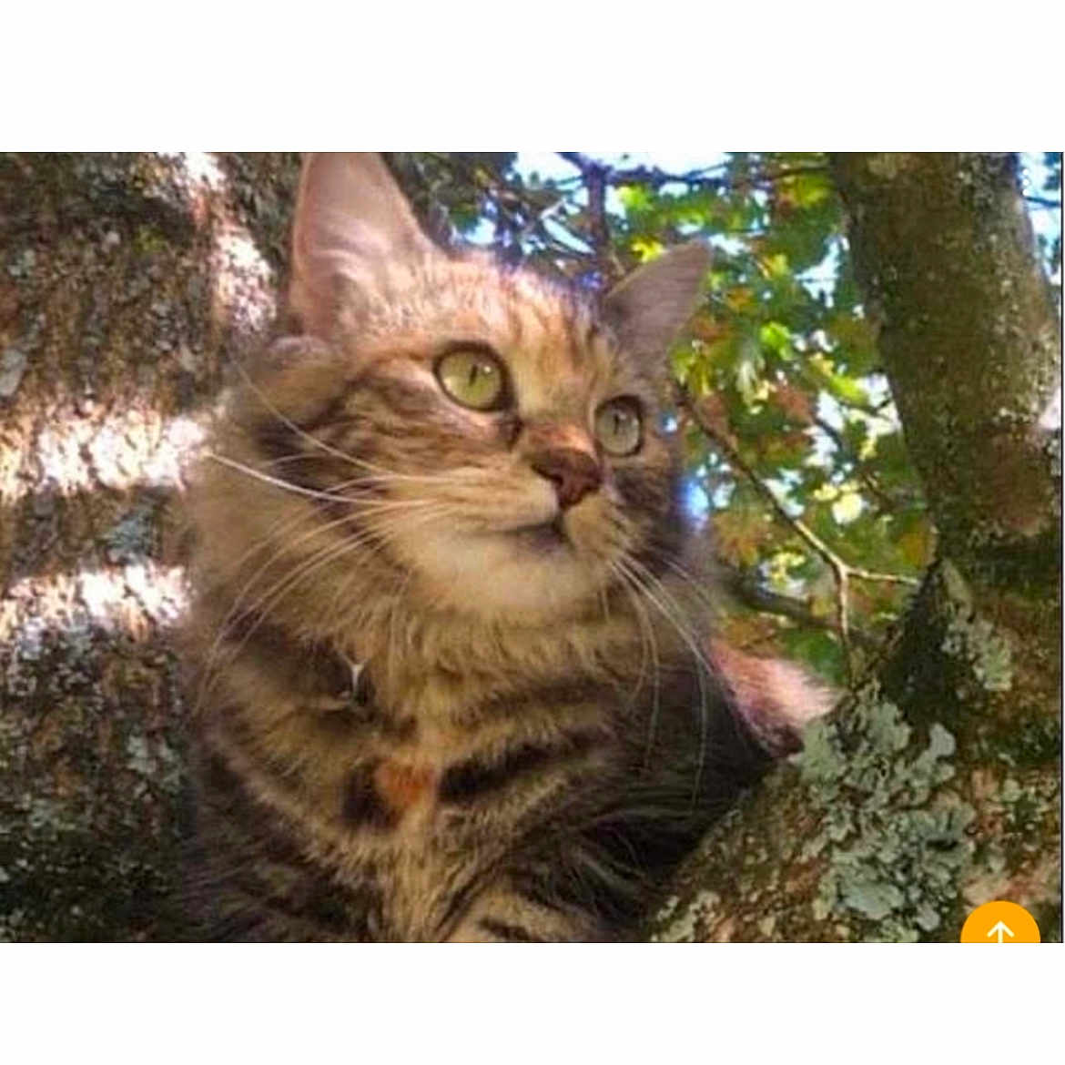 Nikita participe au concours pour gagner de l'argent avec cette photo : alert, animal, bark, branch, cat, close_up, fur, green_eyes, leaves, mammal, nature, outdoor, pet, portrait, shadow, sunlight, tabby_cat, tree, whiskers, wildlife