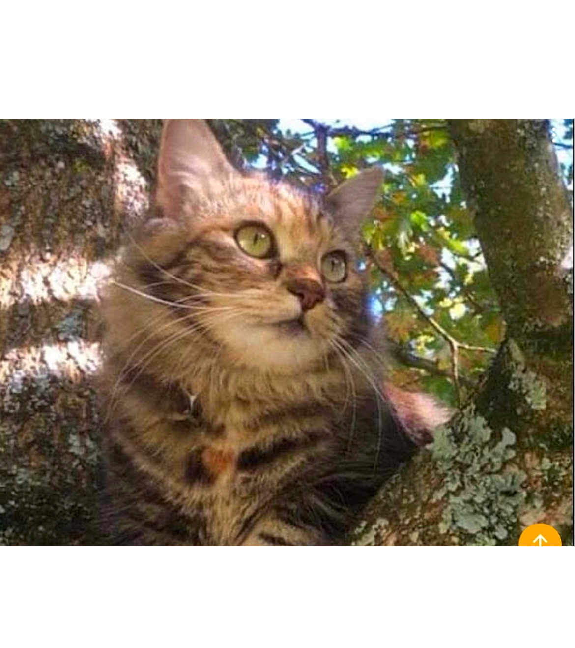 Nikita participe au concours pour gagner de l'argent avec cette photo : cat, tabby_cat, tree, branch, outdoor, nature, green_eyes, fur, whiskers, sunlight, shadow, leaves, bark, animal, pet, close_up, mammal, alert, wildlife, portrait
