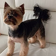 Rocco participe au concours pour gagner de l'argent avec cette photo : affenpinscher, animal, architecture, building, canine, chair, cockerspaniel, couch, cushion, dog, furniture, homedecor, indoors, livingroom, papillon, pet, poodle, puppy, room, terrier