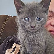Lucius. is registered to the contest to win money with this photo: kitten, gray_cat, pet, animal, furry, cute, closeup, indoors, sofa, person, face, resting, cozy, young, domestic, whiskers, ears, fur, eyes, couch