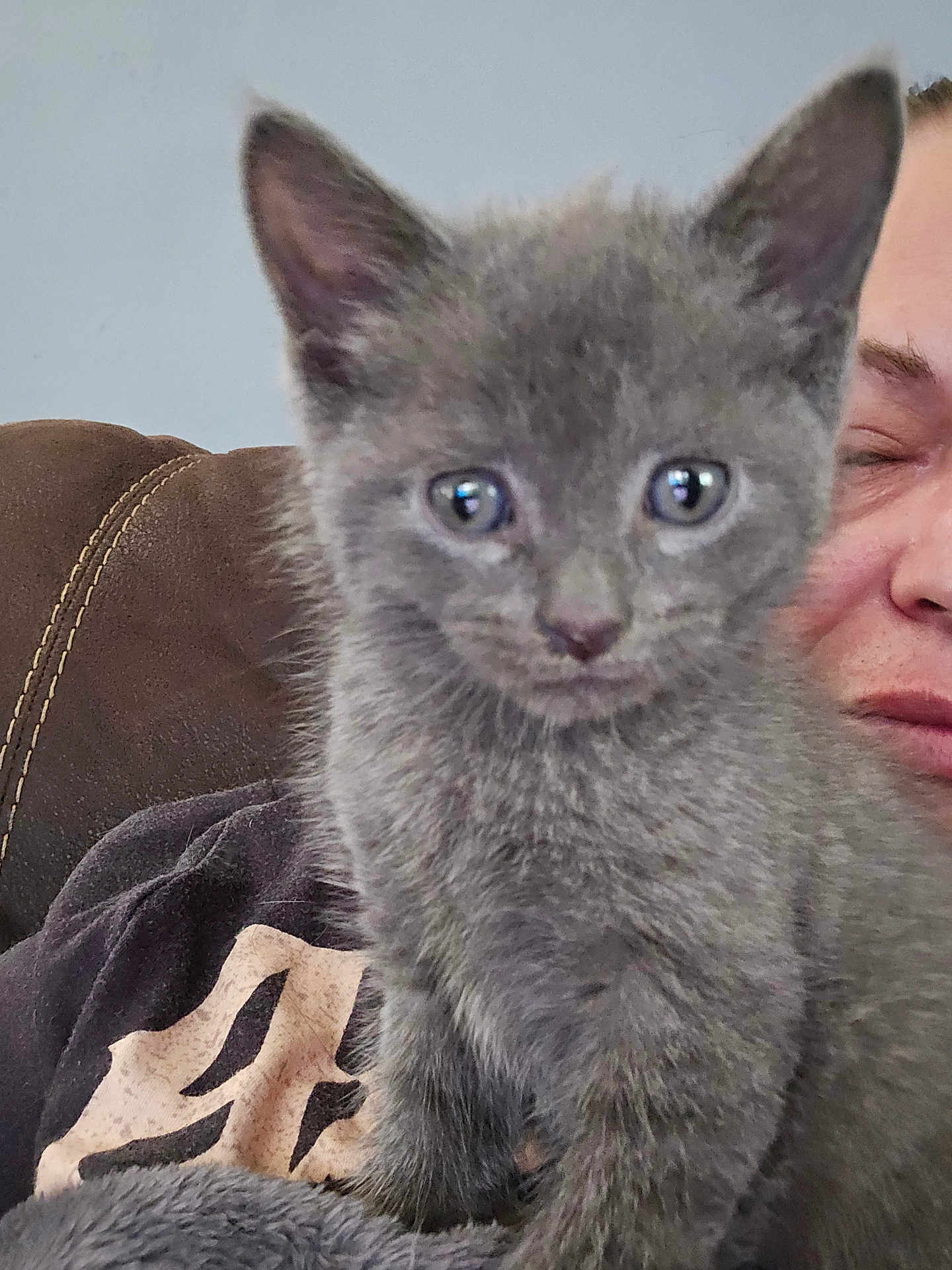 Lucius. is registered to the contest to win money with this photo: kitten, gray_cat, pet, animal, furry, cute, closeup, indoors, sofa, person, face, resting, cozy, young, domestic, whiskers, ears, fur, eyes, couch