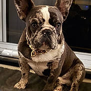 Buddha is registered to the contest to win money with this photo: french_bulldog, dog, brindle_coat, pet, collar, gold_chain, sitting, indoor, close_up, canine, animal, paw, ears, face, snout, portrait, domestic_dog, companion, alert, cute