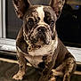 french_bulldog, dog, brindle_coat, pet, collar, gold_chain, sitting, indoor, close_up, canine, animal, paw, ears, face, snout, portrait, domestic_dog, companion, alert, cute