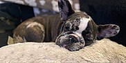 Buddha joined the competition — help win amazing prizes! animal, black, brown, closeup, cozy, cute, dog, ears, face, fluffy, french_bulldog, fur, indoors, pet, pillow, relaxing, resting, sleeping, white, wrinkles