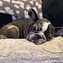 animal, black, brown, closeup, cozy, cute, dog, ears, face, fluffy, french_bulldog, fur, indoors, pet, pillow, relaxing, resting, sleeping, white, wrinkles