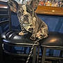 animal, bar_stool, black_leather, blurred_background, bottles, brown, chair, dog, ears, face, floor, french_bulldog, indoor, leash, pet, puppy, seated, snout, white, wooden_bar