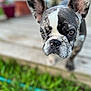 animal, blurred_background, close_up, curious, cute, dog, ears, face, french_bulldog, grass, muzzle, nose, outdoor, pet, portrait, potted_plants, puppy, wooden_deck, wrinkles, young