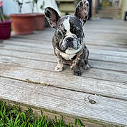 Buddha joined the competition — help win amazing prizes! animal, brindle, cute, daylight, dog, ears, focused, french_bulldog, garden, grass, greenery, nature, outdoor, pet, portrait, potted_plants, puppy, sitting, small_dog, wooden_deck