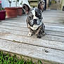animal, brindle, cute, daylight, dog, ears, focused, french_bulldog, garden, grass, greenery, nature, outdoor, pet, portrait, potted_plants, puppy, sitting, small_dog, wooden_deck