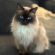 Diamond joined the competition — help win amazing prizes! cat, blue_eyes, fluffy, long_hair, pet, animal, sitting, portrait, indoor, feline, cute, closeup, whiskers, soft_fur, domestic_cat, mammal, face, alert, focused, elegant