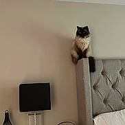 Diamond joined the competition — help win amazing prizes! bedroom, black_lamp, bottle, cat, cozy, decor, feline, fluffy, furniture, gray_wall, headboard, indoor, lamp, nightstand, pet, plant, sitting, small_items, tufted, white_pillow