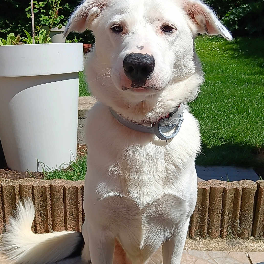 Charlie participe au concours pour gagner de l'argent avec cette photo : animal, bird, bucket, canine, cookware, dog, eskimodog, flagstone, goldenretriever, hound, husky, jar, labradorretriever, path, pet, pot, puppy, slate, walkway, wood