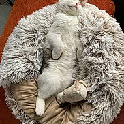 Neige participe au concours pour gagner de l'argent avec cette photo : accessories, animal, bag, blanket, canine, cat, clothing, couch, cushion, dog, dogbed, fur, furniture, handbag, homedecor, kitten, manx, person, pet, sleeping