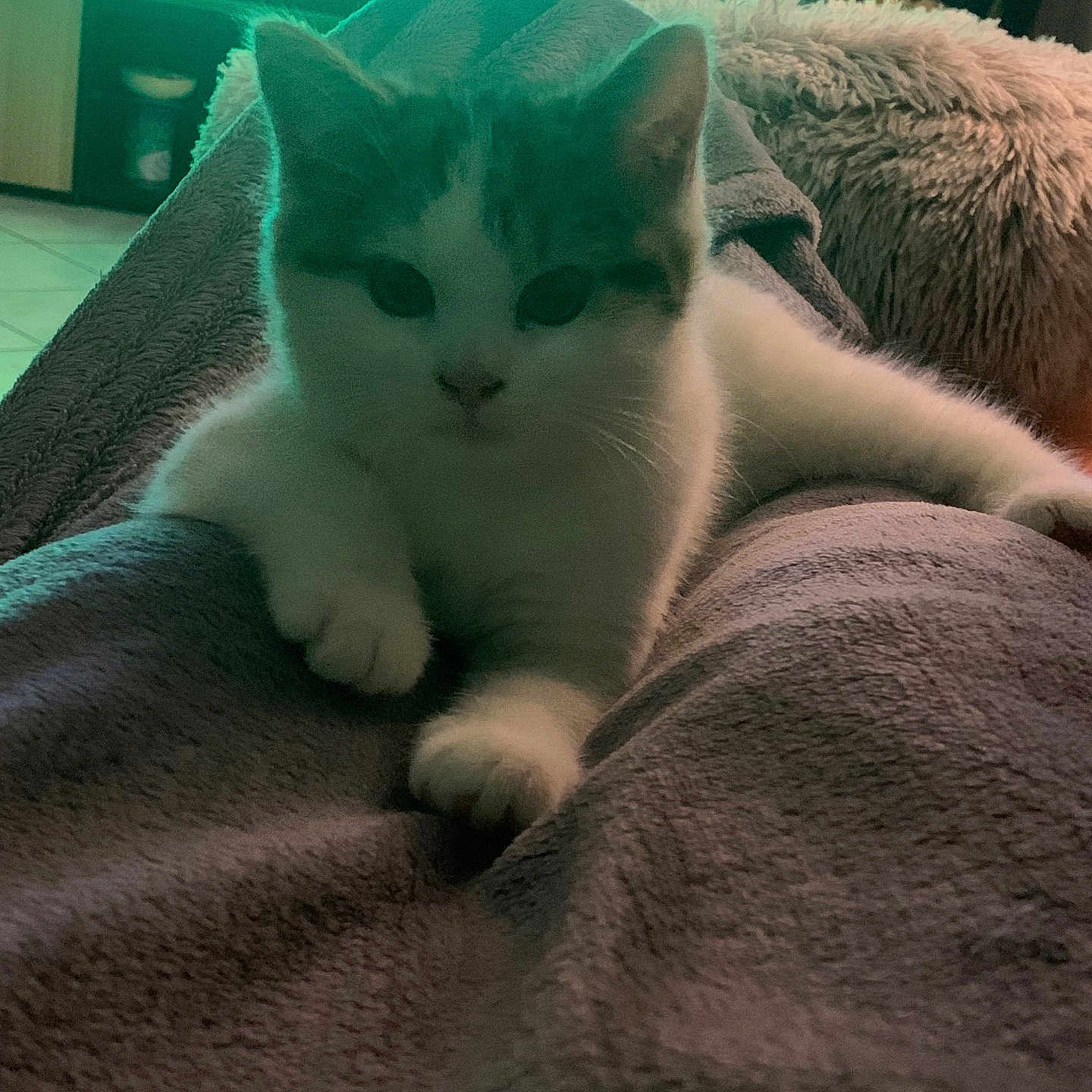 Neige a rejoint le concours — aidez-le/la à gagner de superbes lots ! animal, bed, bedroom, blanket, cat, couch, face, furniture, head, indoors, kitten, manx, person, pet, photography, portrait, quilt, room, sleeping, towel