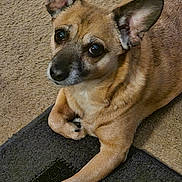 Tao joined the competition — help win amazing prizes! dog, pet, small_dog, ears, carpet, rug, indoor, fur, animal, paw, looking_up, cute, companion, domestic_animal, resting, brown_fur, short_fur, alert, canine, friendly