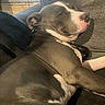 Goose is registered to the contest to win money with this photo: animal, blanket, canine, collar, comfortable, couch, dog, domestic, ears, fur, gray, indoor, leash, pet, pitbull, relaxed, resting, snout, white, window