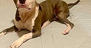 Goose is registered to the contest to win money with this photo: animal, bed, brown, canine, comfortable, dog, ears, face, furniture, home, indoor, looking, paw, pet, pillow, pitbull, resting, short_hair, tail, white