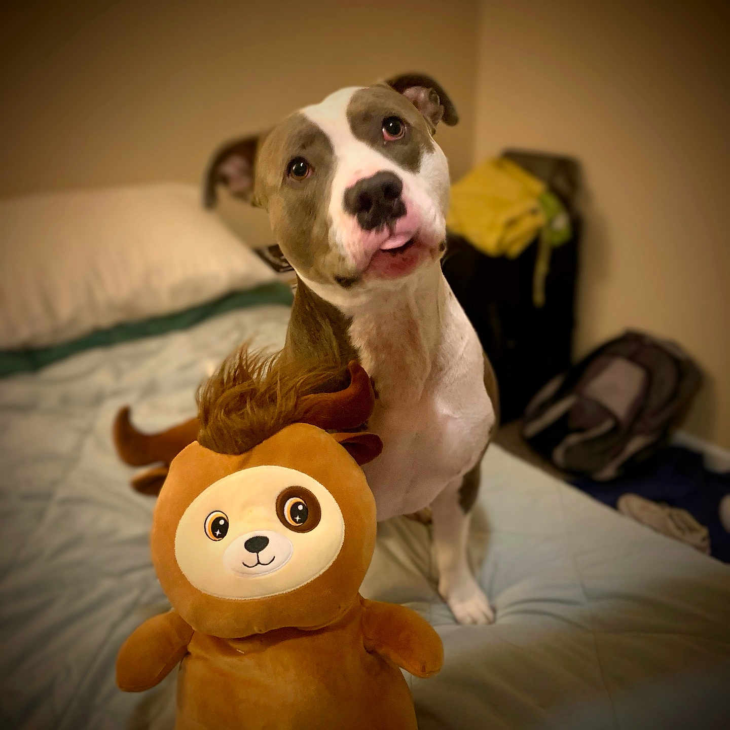 Goose joined the competition — help win amazing prizes! animal, background_blur, bed, brown, cozy, cute, dog, fur, head_tilt, indoor, looking, pet, pet_toy, plush_toy, portrait, soft_lighting, stuffed_animal, tongue_out, toy, white